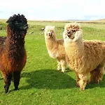 Дом отдыха The Big 