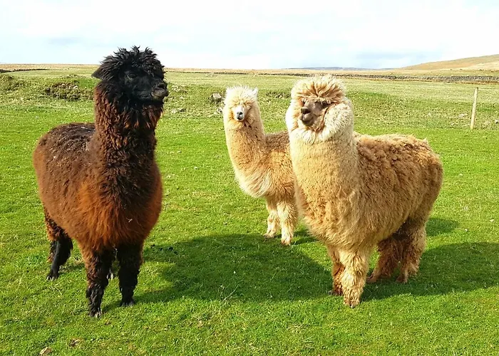 بيت للعطل The Big 